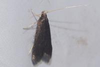 Homaloxestis briantiella
