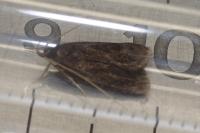 Homaloxestis briantiella