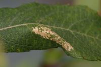Phyllonorycter salictella