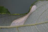 Phyllonorycter salictella