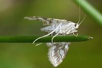 Elophila nymphaeata