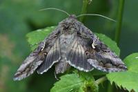 Autographa gamma