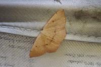 Cyclophora puppillaria