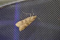Nomophila noctuella