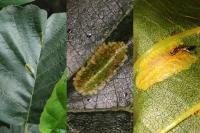 Phyllonorycter rajella