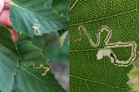 Stigmella betulicola