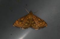 Anania verbascalis