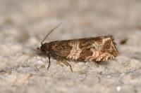 Celypha cespitana