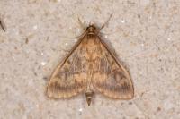 Ostrinia nubilalis/scapulalis