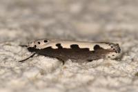Ethmia bipunctella