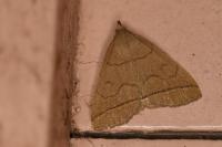 Herminia tarsipennalis