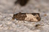 Spilonota ocellana