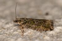 Zeiraphera isertana