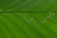 Stigmella microtheriella