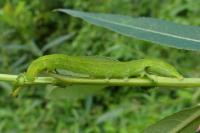 Scoliopteryx libatrix