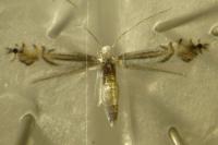 Phyllocnistis ramulicola