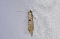 Tinea trinotella
