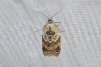 Acleris variegana