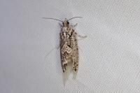 Zeiraphera isertana
