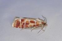 Rhyacionia buoliana