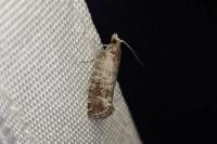 Clavigesta sylvestrana