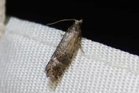 Clavigesta sylvestrana