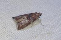 Phycita roborella