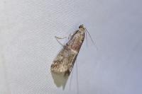 Acrobasis marmorea