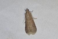 Assara conicolella