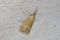 Chrysocrambus linetella