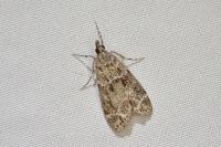 Eudonia mercurella