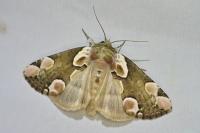 Thyatira batis