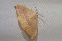 Watsonalla uncinula