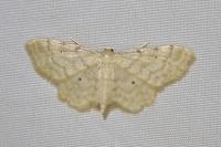Idaea fuscovenosa