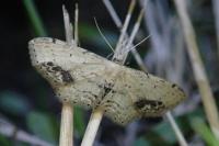 Idaea dimidiata