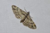 Gymnoscelis rufifasciata