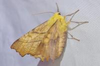 Ennomos alniaria
