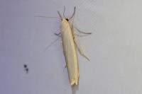 Manulea complana