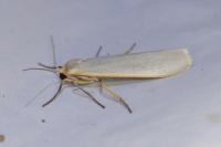 Eilema caniola