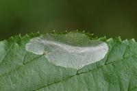 Phyllonorycter coryli