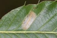 Phyllonorycter messaniella