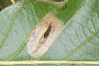 Phyllonorycter messaniella