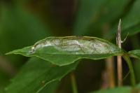 Caloptilia cuculipennella