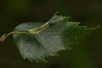 Phyllonorycter ulmifoliella