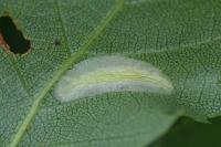 Phyllonorycter ulmifoliella