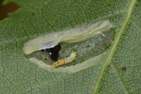 Phyllonorycter ulmifoliella