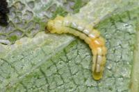 Phyllonorycter ulmifoliella