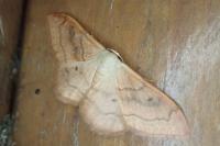 Idaea rubraria