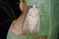 Hoplodrina ambigua