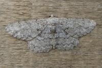 Hypomecis punctinalis